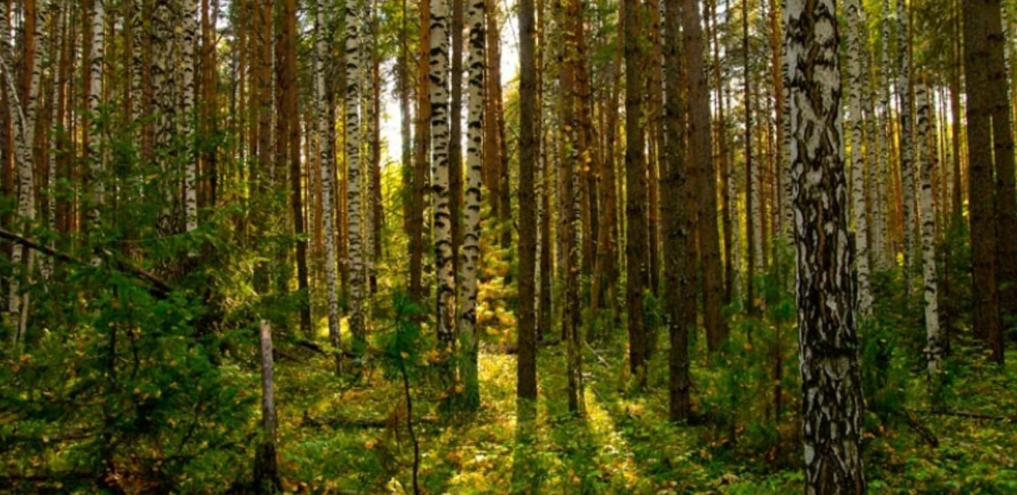 фото южный лес